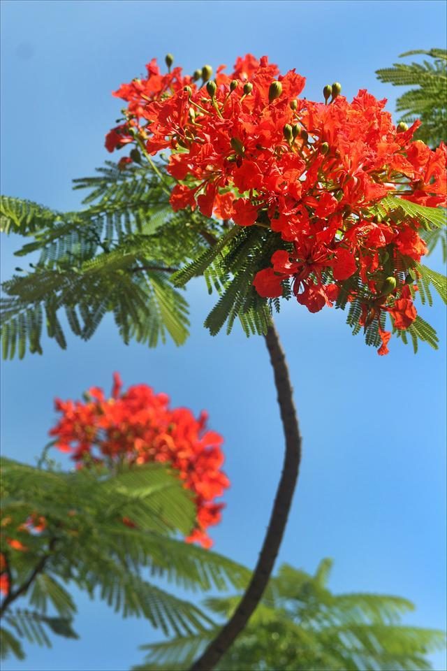 狀元紅，揭秘4987最準(zhǔn)最快的秘密武器，狀元紅，揭秘最準(zhǔn)最快的秘密武器 4987