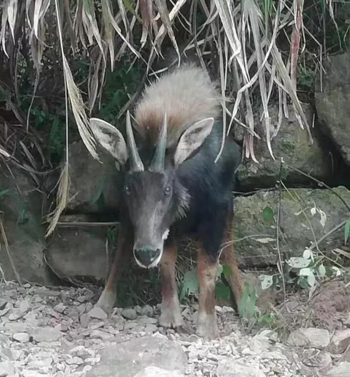 揭秘四不像一肖圖王中王身份之謎——探尋背后的神秘人物，揭秘四不像一肖圖王中王背后的神秘人物身份之謎