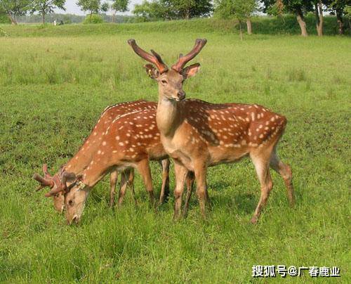 最新版本的6566cc澳彩資料大全介紹與特色功能解析，最新6566cc澳彩資料大全介紹與特色功能深度解析