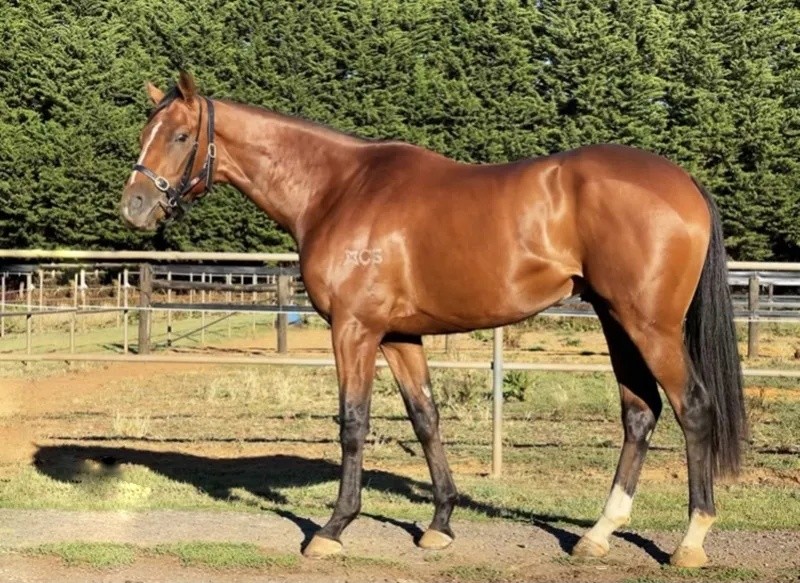 今晚澳門特馬開什么？今晚四不像的探討，今晚澳門特馬開彩結(jié)果及四不像探討