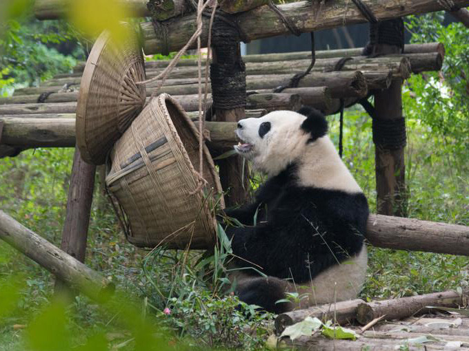 四川熊貓基地在成都的具體位置及其魅力，四川熊貓基地，成都熊貓的家園與魅力所在