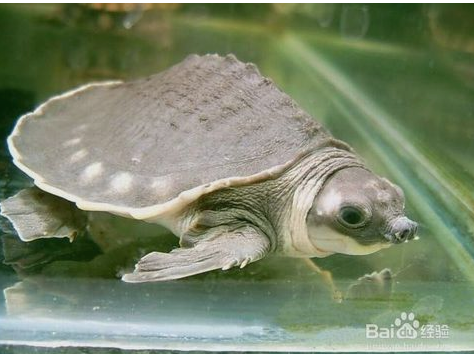 龜頭上有小紅點，原因、診斷與治療方法，龜頭小紅點，原因、診斷及治療方法