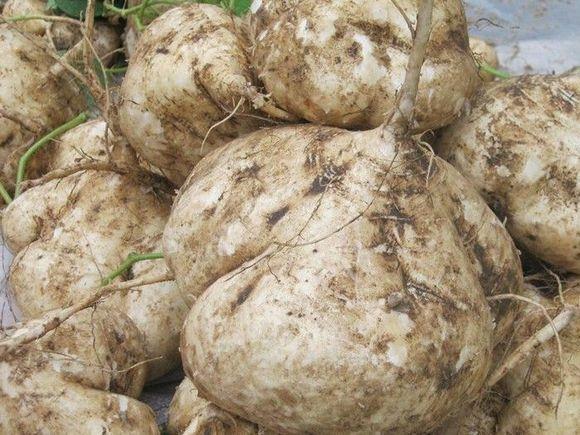 孕婦飲食需謹(jǐn)慎，孕婦不可以吃什么水果，孕婦飲食需謹(jǐn)慎，孕婦不宜食用的水果種類解析