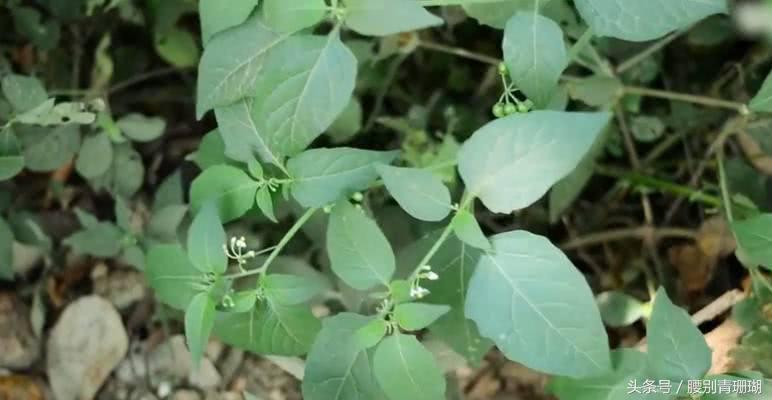 龍葵，中草藥中的抗癌新星，龍葵，中草藥領(lǐng)域的抗癌新星力量