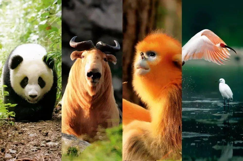 揭秘十二生肖之王，揭秘神秘的王中王20一肖動物圖，揭秘十二生肖之王，神秘王中王與生肖動物圖揭秘