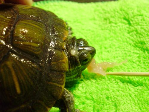 男士龜?shù)念^邊上有一圈白色是什么？——解析男性健康中的常見(jiàn)問(wèn)題，男士龜頭邊上一圈白色解析，探究男性健康中的常見(jiàn)問(wèn)題