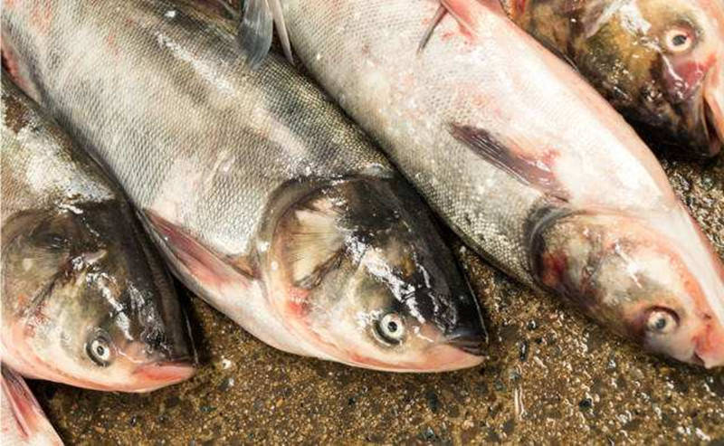 四種孕婦千萬不能吃魚的類型及其重要性，四種孕婦不宜食用的魚類類型及其重要性解析