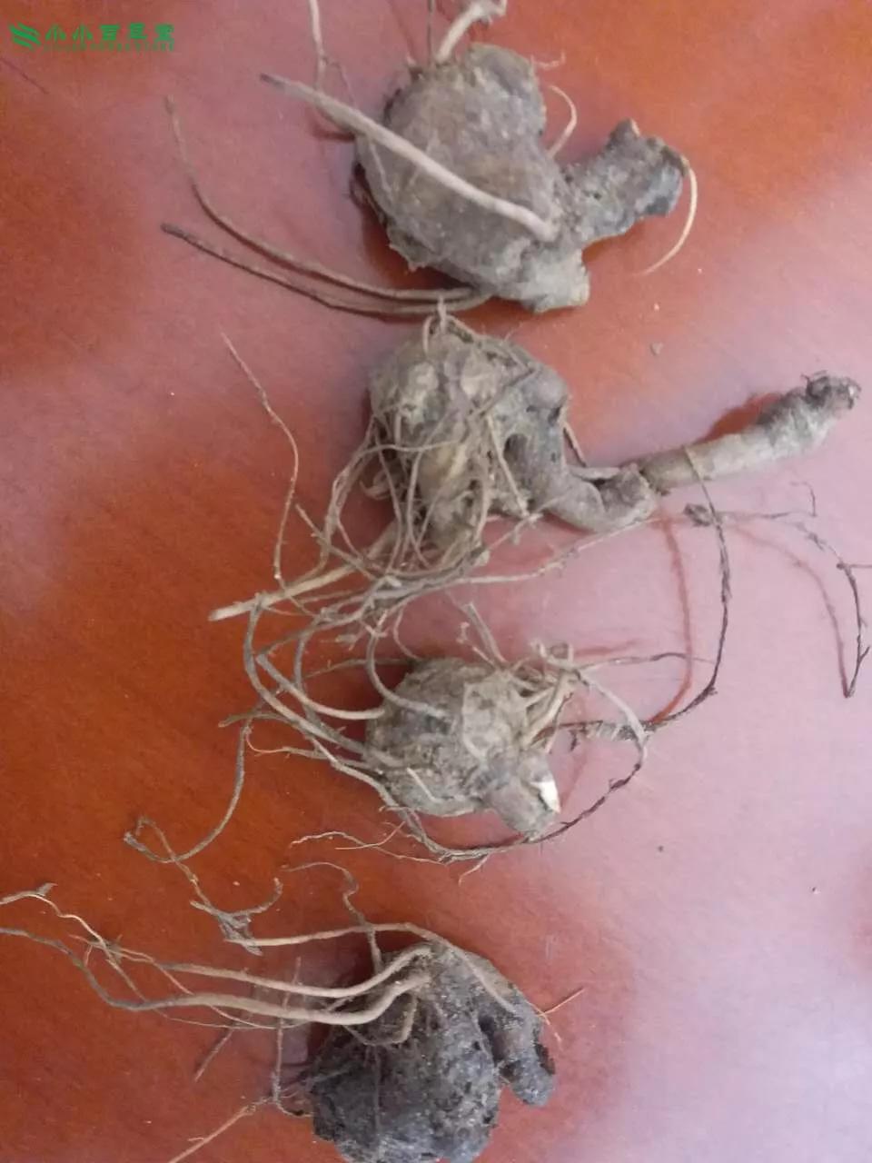 白術圖片，探尋白術的草藥之美，白術的草藥之美，探尋圖片中的白術風采