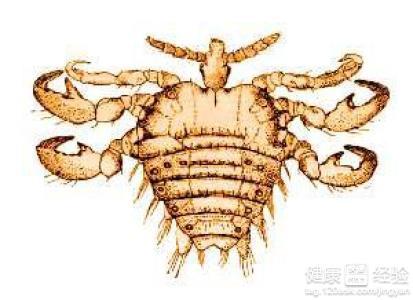 男性陰虱病圖片及其相關(guān)知識解析，男性陰虱病圖片與知識解析全攻略