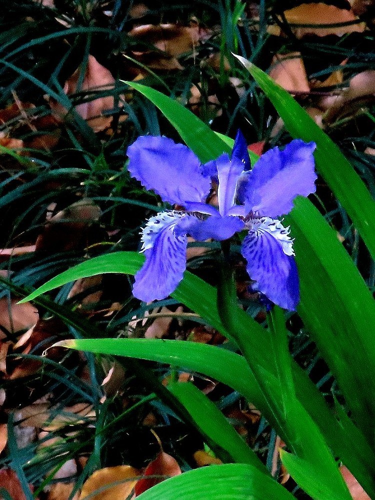 鳶尾花的美麗與神秘，探尋其背后的故事與SEO優(yōu)化價值，鳶尾花的魅力，背后的故事與SEO優(yōu)化價值探索