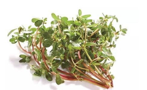 馬齒莧的營(yíng)養(yǎng)價(jià)值與美味食用方法，馬齒莧的營(yíng)養(yǎng)價(jià)值及美味食用方法探索