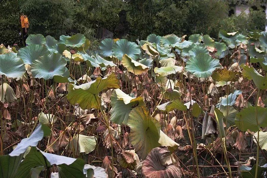 蘇州拙政園景點(diǎn)介紹——領(lǐng)略古典園林之美，蘇州拙政園，領(lǐng)略古典園林之美的絕佳勝地介紹