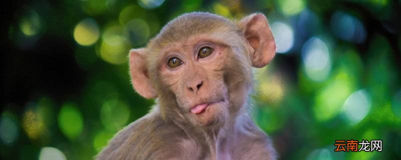 林中高手王中王一生肖，探尋神秘與傳奇的交融，林中高手王中王一生肖，神秘與傳奇的交融之旅