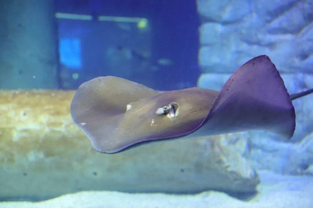 正佳廣場海洋館門票，探索奇妙的深海世界，體驗極致的海洋魅力，正佳廣場海洋館門票，深海世界的奇妙探索與極致海洋魅力體驗