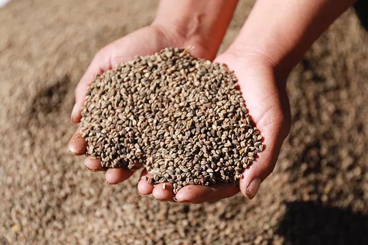 苦蕎茶，功效、作用及食用方法詳解，苦蕎茶，功效、作用與食用方法全面解析