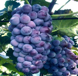 葡萄京王中王一肖，探索關(guān)鍵詞背后的故事，葡萄京王中王一肖，揭秘關(guān)鍵詞背后的傳奇故事