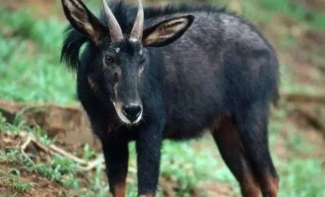 四不像猜一肖劉伯溫