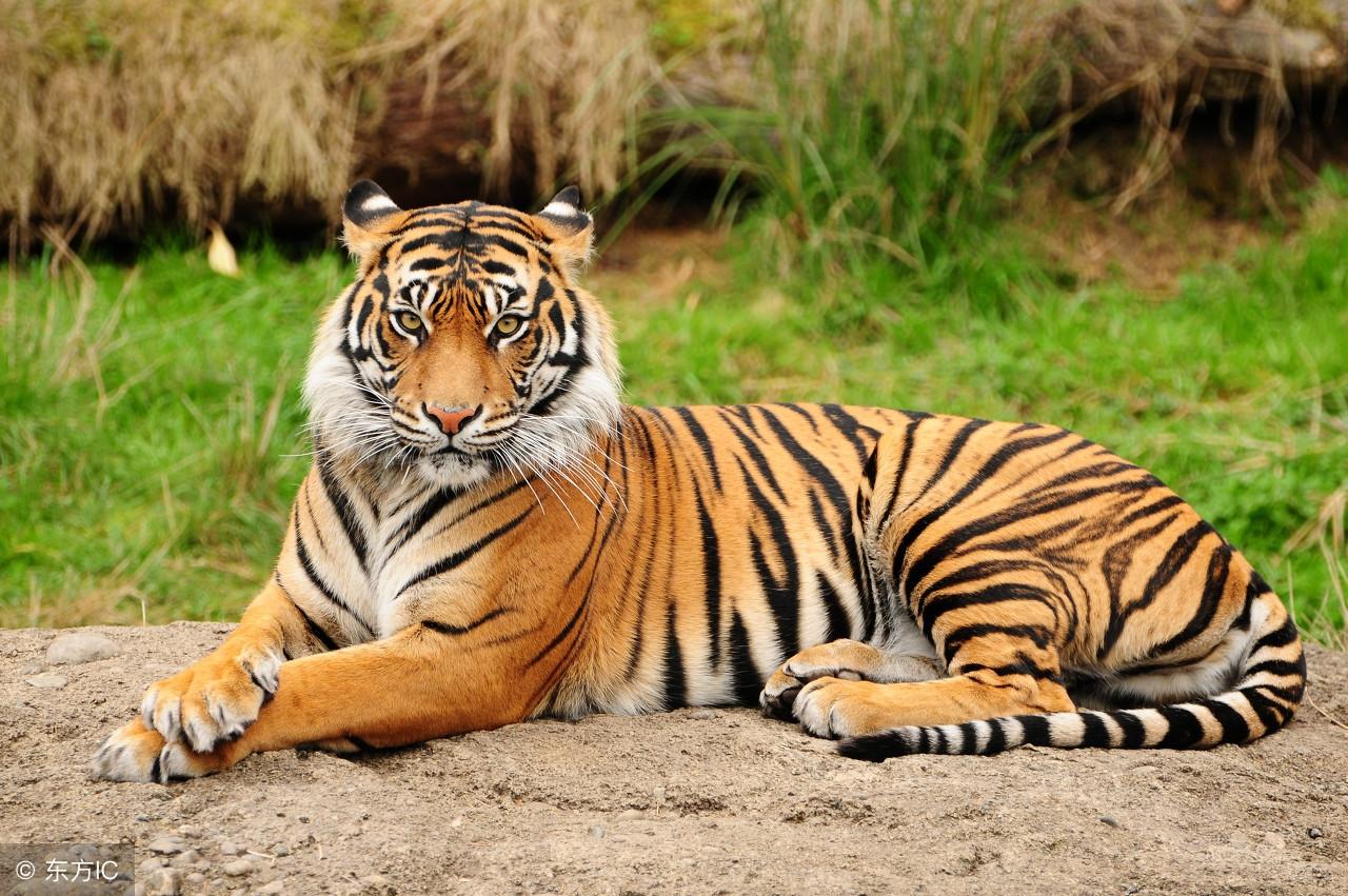 王中王指一生肖——探尋生肖文化中的特殊含義，生肖之王，探尋生肖文化中的特殊含義