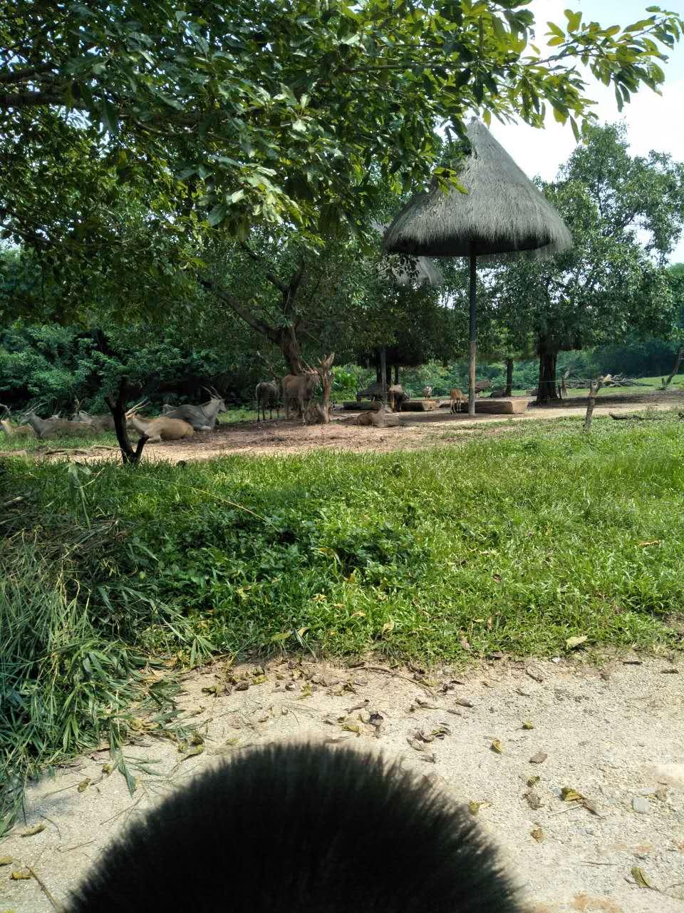 長(zhǎng)隆野生動(dòng)物園一日游攻略，探索野生世界的精彩之旅，長(zhǎng)隆野生動(dòng)物園一日游攻略，探索野生世界的精彩探險(xiǎn)之旅