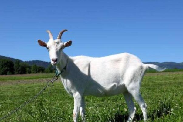 今晚澳門開三肖兔羊蛇，探索生肖運勢與風(fēng)水預(yù)測的魅力，生肖運勢與風(fēng)水預(yù)測探索，兔羊蛇今晚在澳門展現(xiàn)魅力