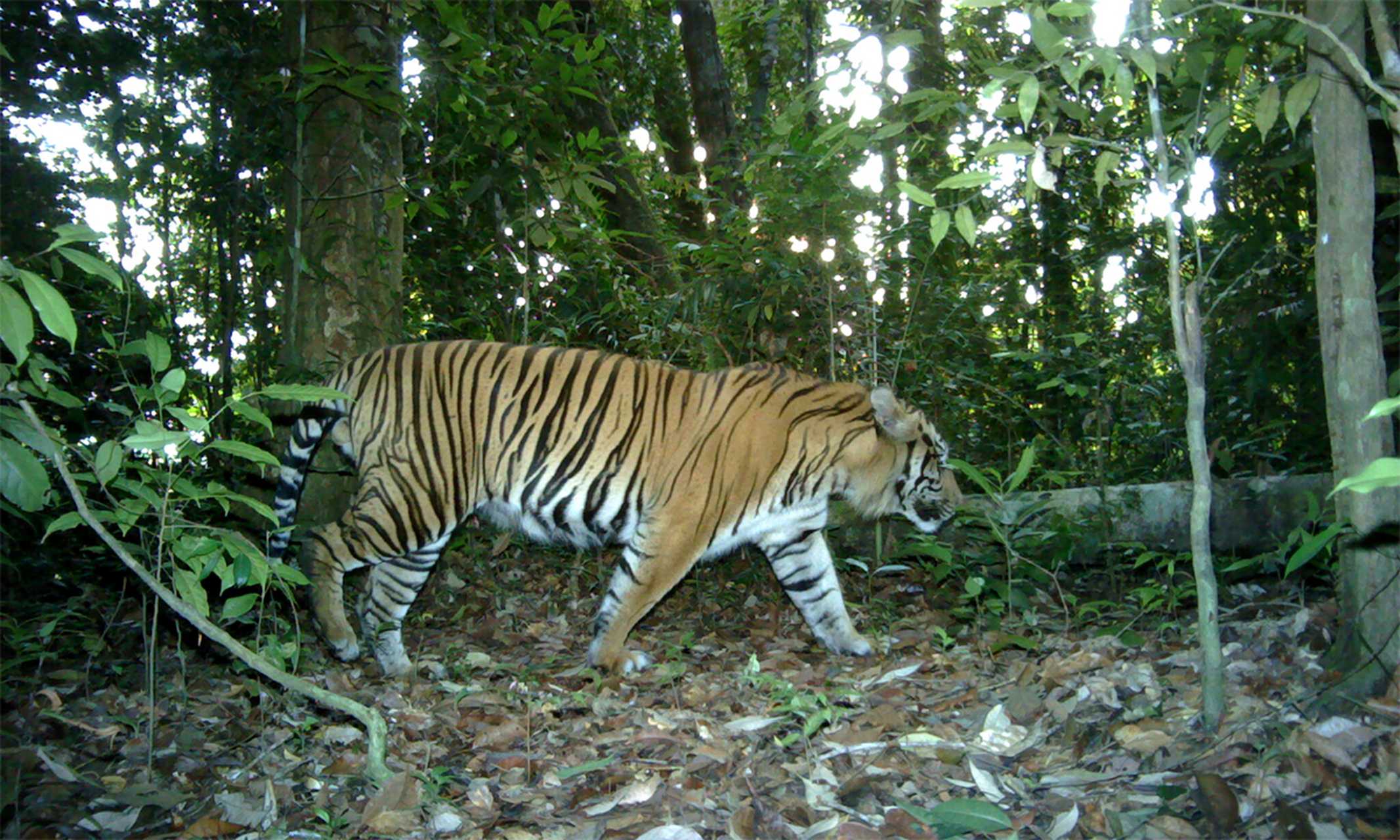揭秘生肖之謎，茂密森林中的王者，猜一生肖揭曉答案，揭秘生肖王者之謎，森林中的王者揭曉答案，猜一生肖探秘真相