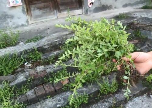 牙疼吃什么藥最管用，全面解析與用藥指南，牙疼用藥解析，最管用的藥物及用藥指南