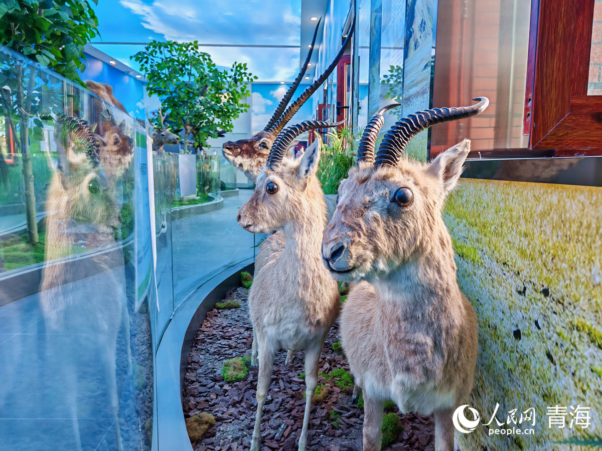 王中王四不像圖必中一肖——揭秘彩票背后的秘密，揭秘彩票背后的秘密，王中王四不像圖必中一肖的真相探索