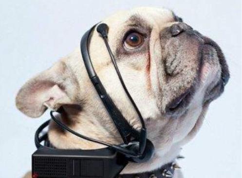 揭秘劉伯溫四不像特一肖圖，探尋神秘傳說背后的真相，揭秘劉伯溫四不像特一肖圖，探尋神秘傳說背后的真相探索