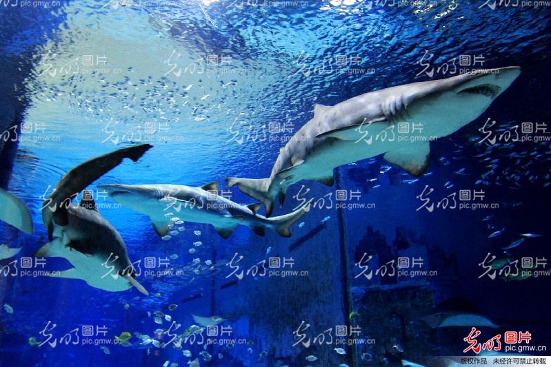 探索神秘的海底世界海洋館，一場奇妙的海洋之旅，深海奧秘之旅，海洋館里的奇妙海底世界探索