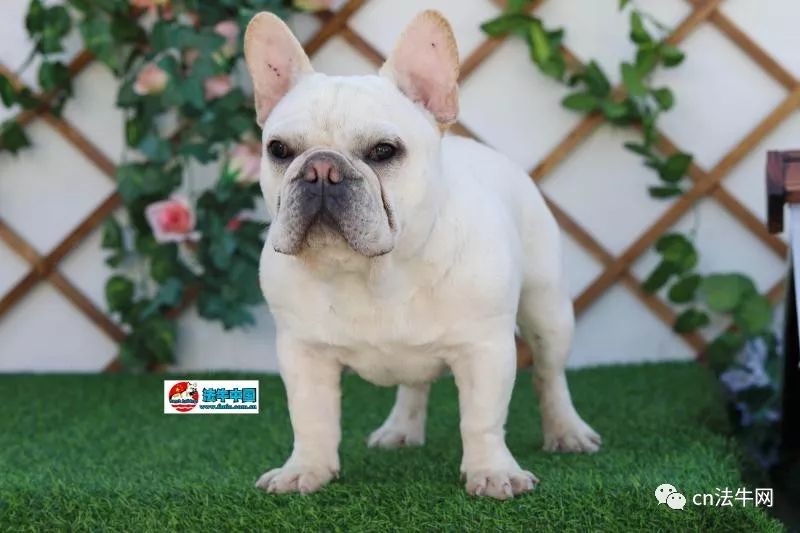 新澳門一碼一肖一待一中四不像的奧秘與探索，澳門一碼一肖一待一中四不像奧秘揭秘與探索