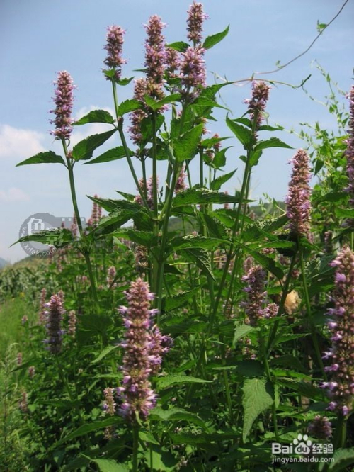 藿香正氣水，揭示其16種超乎想象的妙用，藿香正氣水，揭秘其超乎想象的16種妙用