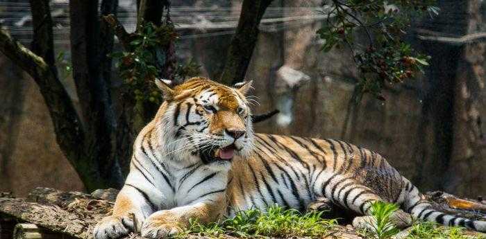 森林之王中王與生肖的奇妙關(guān)聯(lián)，森林之王中的王者與生肖的神秘紐帶