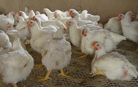 關(guān)于股票代碼002299的深入解析與前景展望，股票代碼002299深度解析與未來前景展望