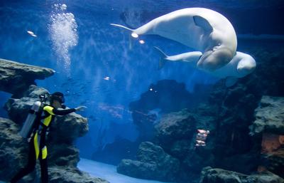 青島海底世界攻略，探索神秘的海底奇觀，青島海底世界攻略，揭秘神秘海底奇觀之旅