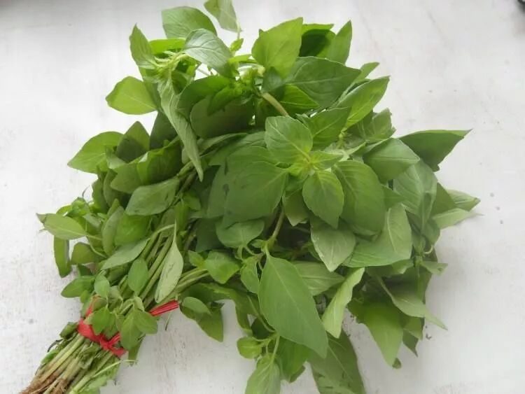 荊芥，一種神秘植物的探索與SEO優(yōu)化，荊芥，神秘植物的探索與SEO優(yōu)化揭秘