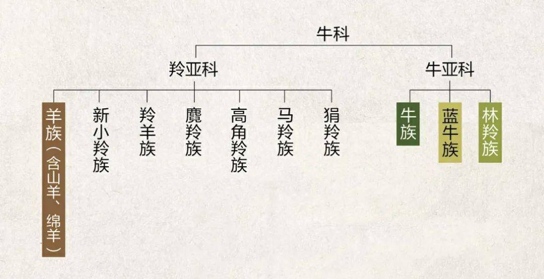 劉伯溫今晚一肖開獎(jiǎng)結(jié)果預(yù)測(cè)及分析，劉伯溫一肖今晚開獎(jiǎng)?lì)A(yù)測(cè)及分析揭秘