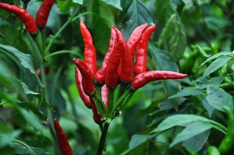 胃炎養(yǎng)胃的10種食物——健康飲食，遠離胃炎困擾，健康飲食指南，胃炎養(yǎng)胃的十大食物助你遠離胃炎困擾