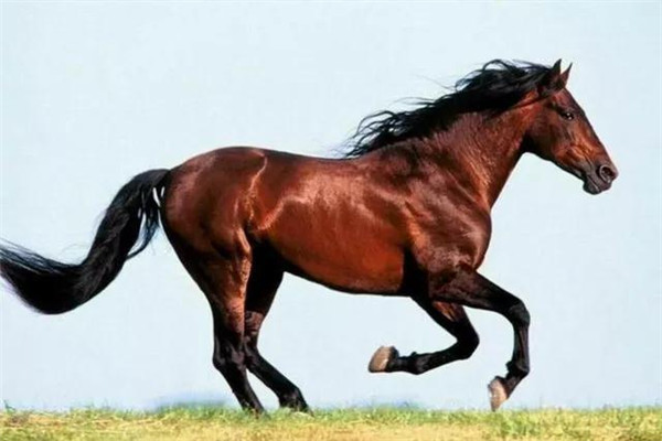 劉伯溫平特一肖四不像，神秘傳奇與SEO解讀，劉伯溫平特一肖四不像，神秘傳奇與SEO揭秘