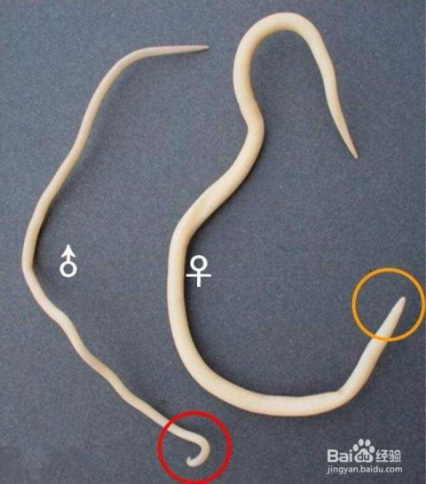 孩子有蛔蟲的七大表現(xiàn)及其影響，孩子有蛔蟲的七大表現(xiàn)及其影響，不容忽視的健康警報