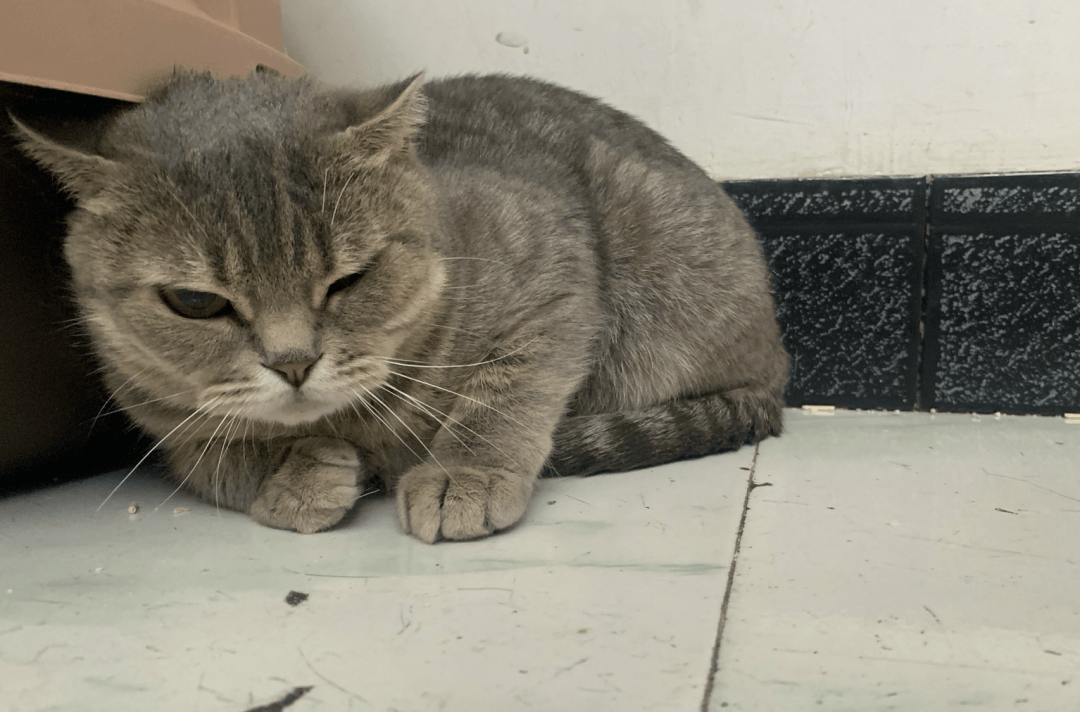 澳門一碼一肖一待一中四不像——揭開神秘面紗下的真相，澳門神秘事件揭秘，一碼一肖一待一中四不像真相探索