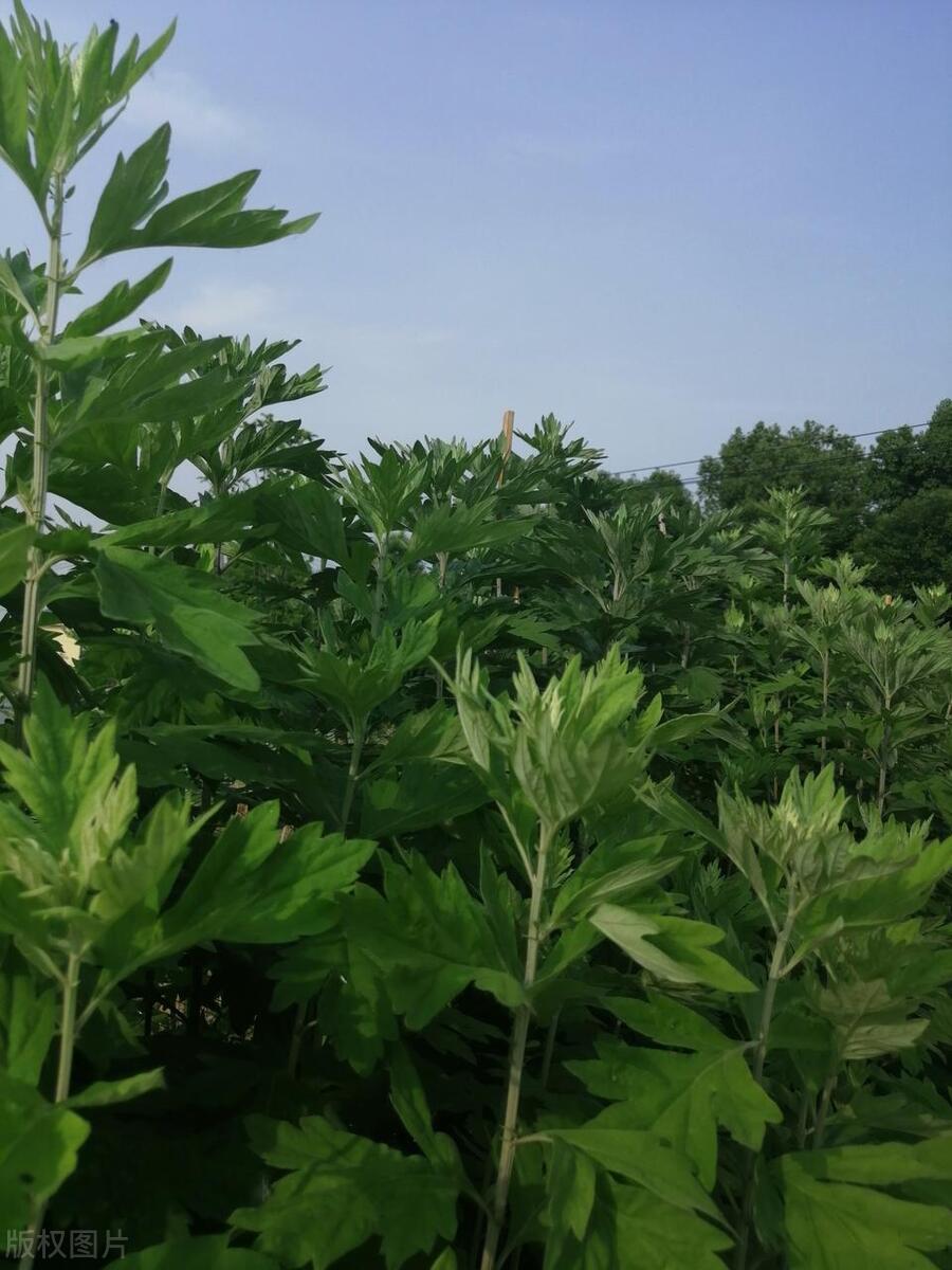 艾葉泡腳，最佳頻率揭秘，一周幾次最佳養(yǎng)生？，艾葉泡腳最佳頻率揭秘，一周幾次最養(yǎng)生？