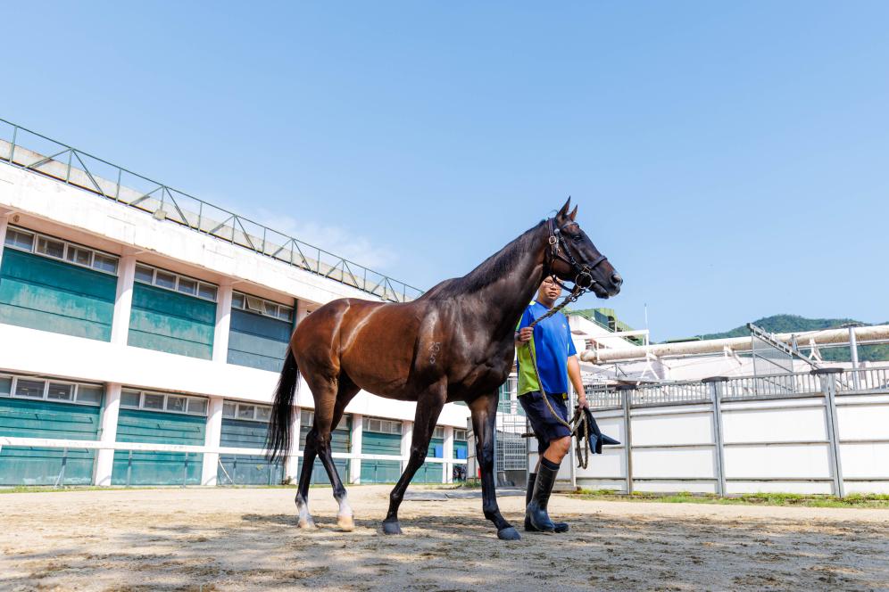 香港賽馬，77777與88888的激情碰撞，香港賽馬盛宴，激情碰撞的77777與88888對(duì)決