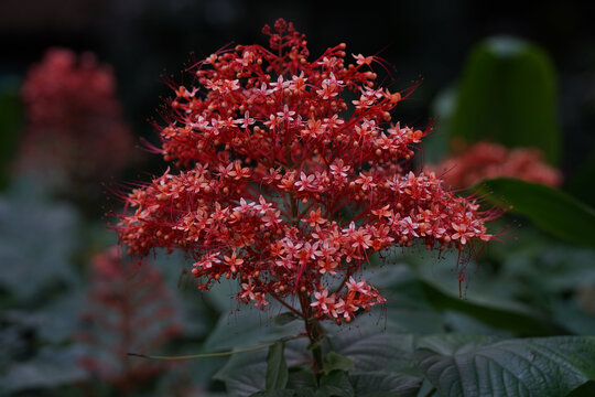 狀元紅，揭秘4987最快鐵算資料背后的秘密，狀元紅背后的秘密，揭秘最快鐵算資料4987的神秘面紗