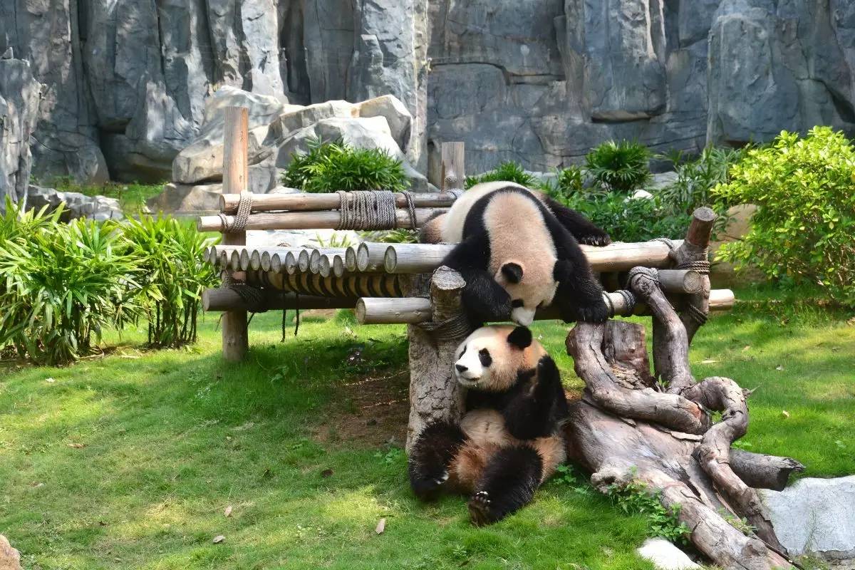 野生動物園門票優(yōu)惠政策大揭秘，野生動物園門票優(yōu)惠政策深度解析