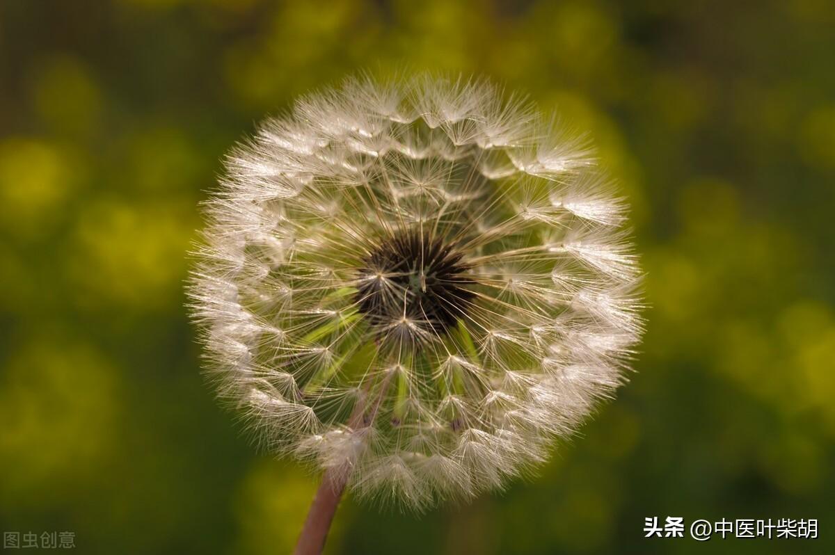 馬齒莧治療前列腺的神奇效果，古老草本的現(xiàn)代醫(yī)學(xué)奇跡，馬齒莧治療前列腺，古老草本展現(xiàn)現(xiàn)代醫(yī)學(xué)奇跡