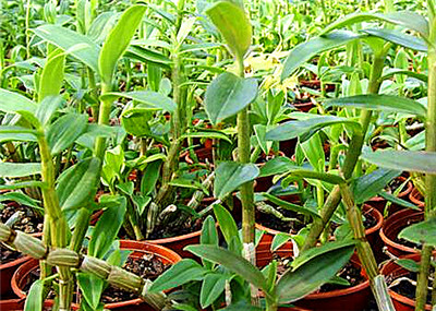 石斛價(jià)格，多少錢(qián)一斤？全面解析石斛價(jià)值，石斛價(jià)格與價(jià)值全面解析，多少錢(qián)一斤？