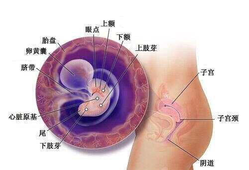 懷孕1-40周全過(guò)程圖，深入了解孕期之旅，孕期之旅，懷孕1-40周全過(guò)程圖解