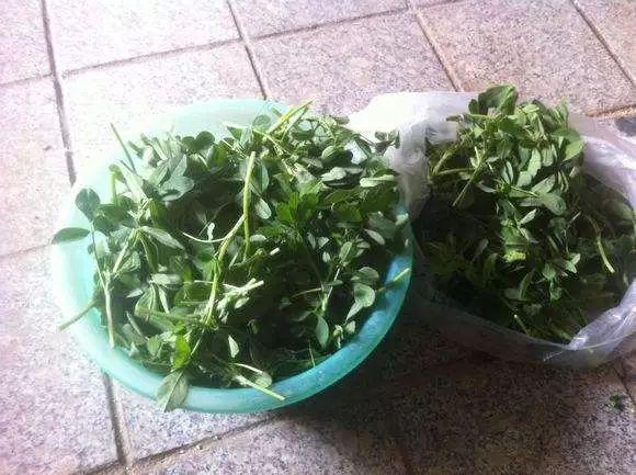 痔瘡患者必看，藥物治療與選擇最佳藥物指南，痔瘡患者必備指南，藥物治療與最佳藥物選擇