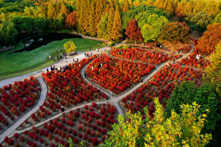 上海世紀(jì)公園門票免費，探索城市綠洲的絕佳去處，上海世紀(jì)公園，免費探索城市綠洲的絕佳去處